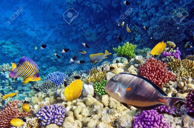 15356685-korallen-und-fische-im-roten-meer-Ägypten